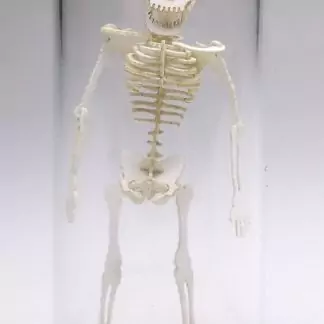 21mm Glass Display Dome in Borosilicate for Tinysaur humanoid skeletons