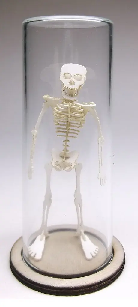 21mm Glass Display Dome in Borosilicate for Tinysaur humanoid skeletons