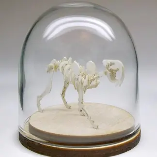 39mm borosilicate glass display dome for small Tinysaurs and jewelry displays.