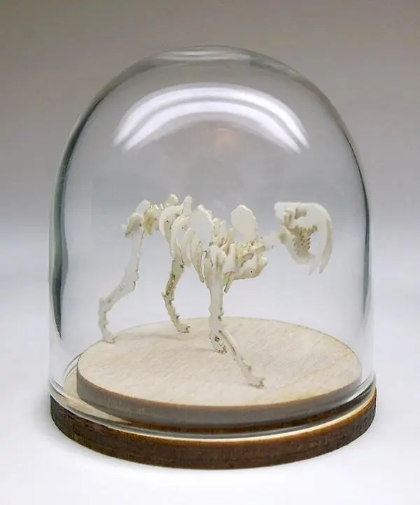 39mm borosilicate glass display dome for small Tinysaurs and jewelry displays.