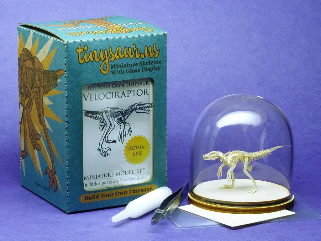 All-in-one box with laser-cut bones, glass display dome, glue, magnifier, and tweezers