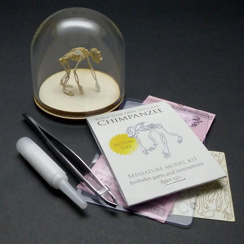 Chimpanzee All-in-one miniature skeleton model kit with laser-cut bones, glass display dome, instructions, tweezers, glue, and a magnifier by Tinysaur.us