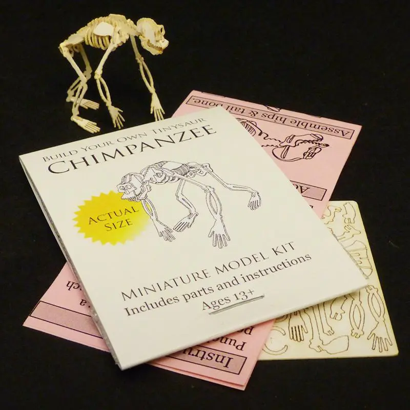 Chimpanzee miniature skeleton model with laser-cut bones and instructions by Tinysaur.us