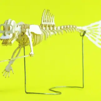 Assembled Fiji Mermaid miniature skeleton model by Tinysaur.us