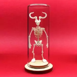 Minotaur miniature skeleton model in glass display dome by Tinysaur.us