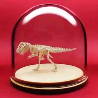 True Rex miniature skeleton model in hand-blown glass display dome by Tinysaur.us