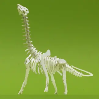 Assembled Brontosaurus tiny skeleton model by Tinysaur