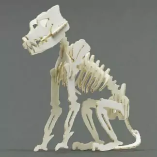 Assembled Canine miniature skeleton model by Tinysaur.us