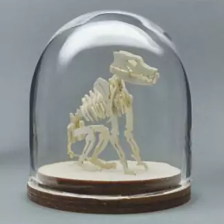 Canine All-in-one miniature skeleton model kit in hand-blown glass display dome by Tinysaur.us