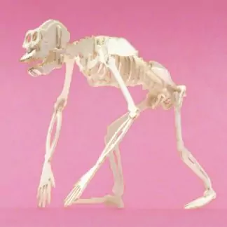 Assembled Chimpanzee miniature skeleton model by Tinysaur.us