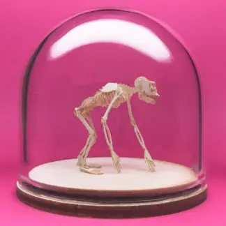 Chimpanzee All-in-one miniature skeleton model kit in hand-blown glass display dome by Tinysaur.us