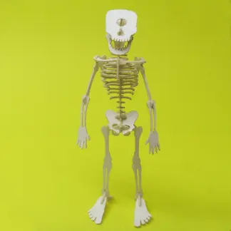 Assembled Cyclops miniature skeleton model by Tinysaur.us