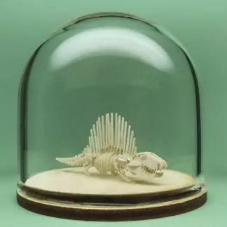 Dimetrodon All-in-one miniature skeleton model kit in hand-blown glass display dome by Tinysaur.us