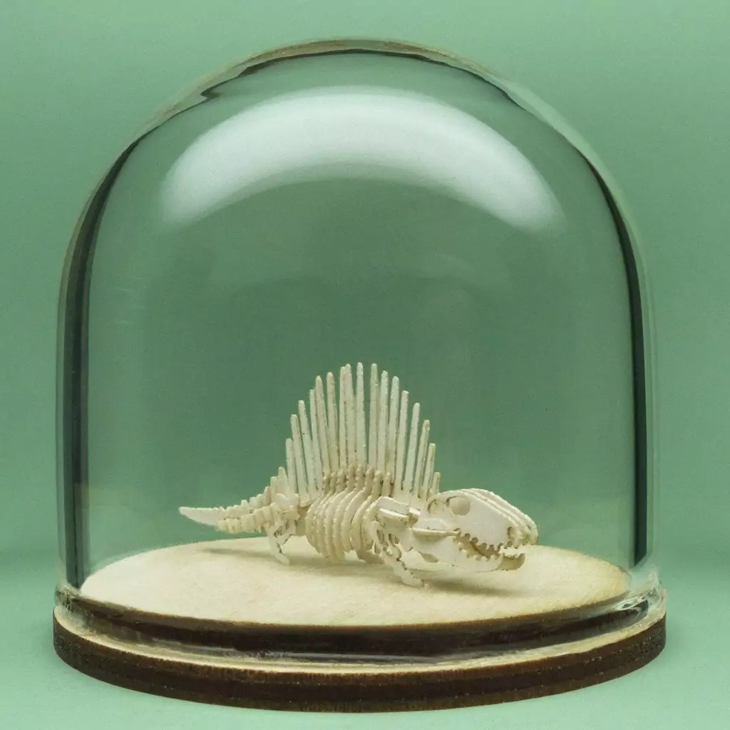 Dimetrodon All-in-one miniature skeleton model kit in hand-blown glass display dome by Tinysaur.us