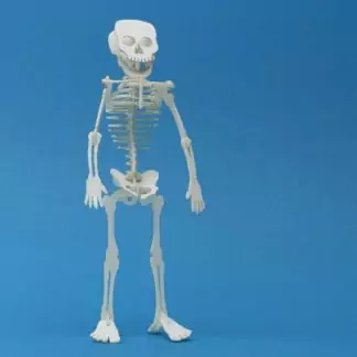 Assembled Tiny Human miniature skeleton model by Tinysaur.us