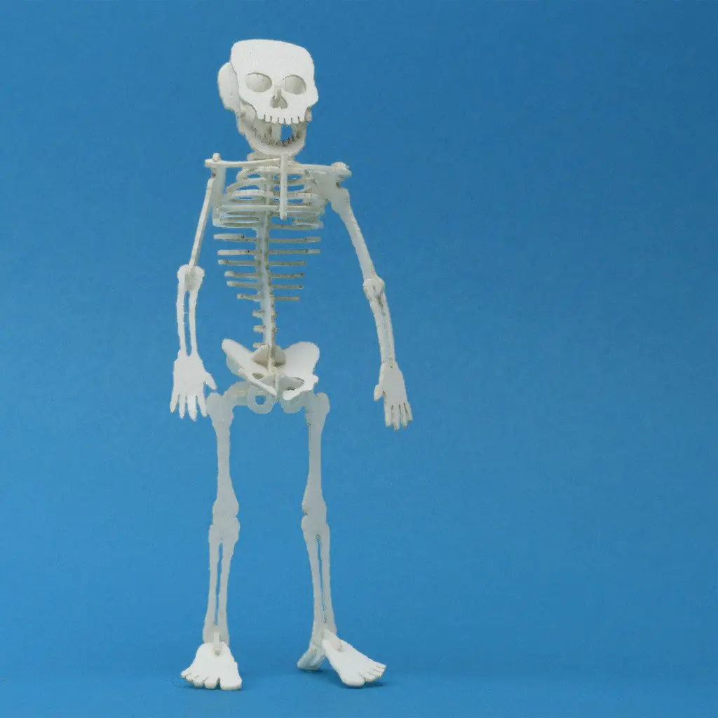 Assembled Tiny Human miniature skeleton model by Tinysaur.us