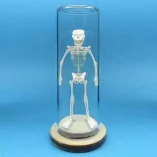 Tiny Human miniature skeleton model in glass display dome by Tinysaur.us