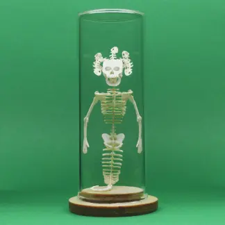 Assembled Medusa All-in-one miniature skeleton model kit in glass display dome by Tinysaur.us