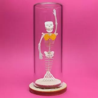 Mermaid All-in-one miniature skeleton model kit with glass display dome by Tinysaur.us