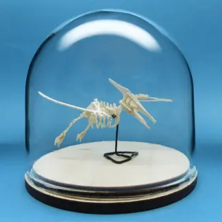 Pterodactyl miniature skeleton model in glass display dome by Tinysaur.us
