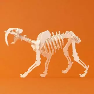 Assembled Saber Tooth miniature skeleton model by Tinysaur.us