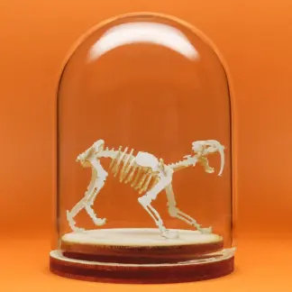 Saber Tooth miniature skeleton model in hand-blown glass display dome by Tinysaur.us