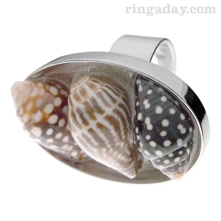 3 shells in resin on silver ring
