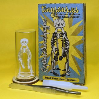 Cephalothoracopagus teratology miniature skeleton model