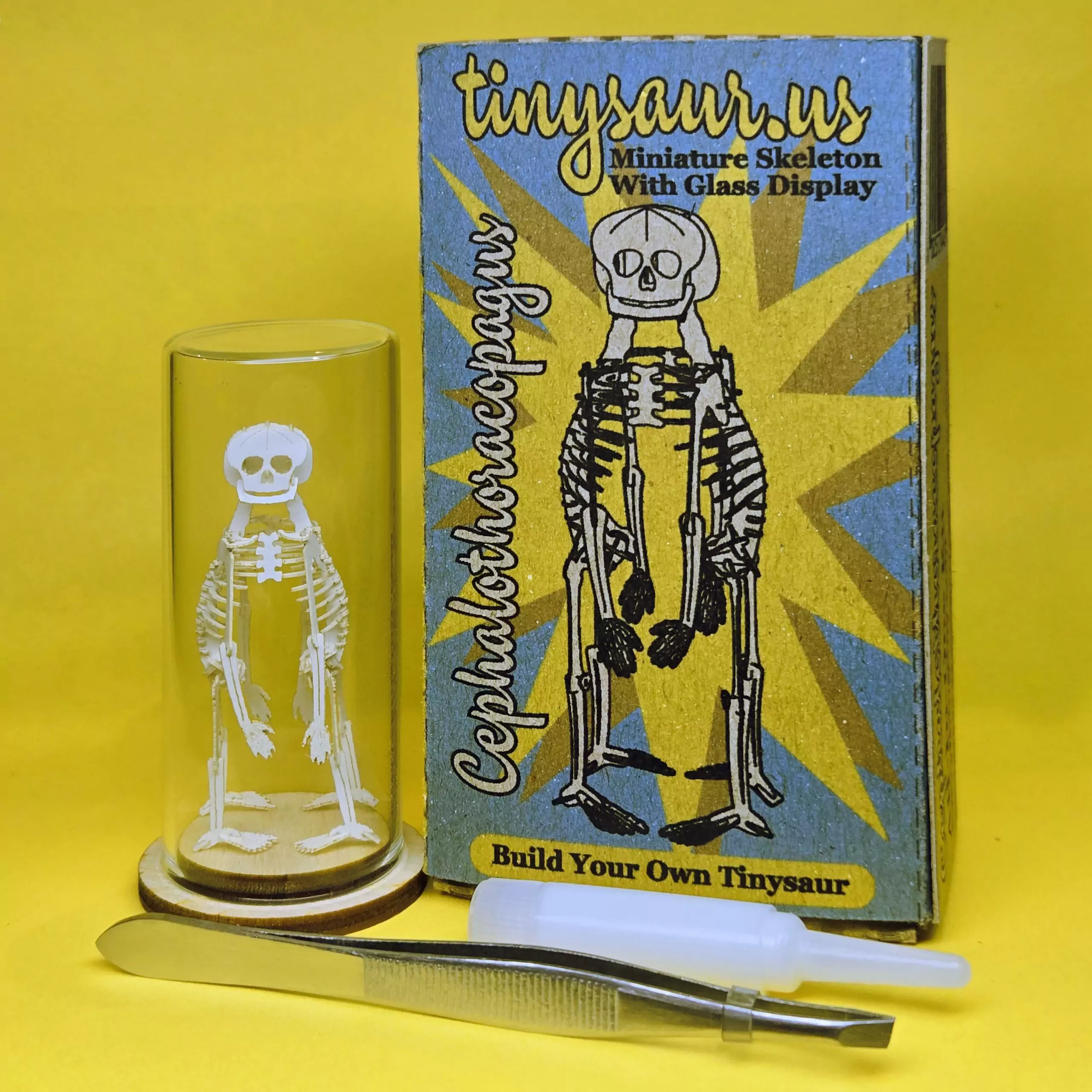 Build Your Own Cephalothoracopagus teratology miniature skeleton model