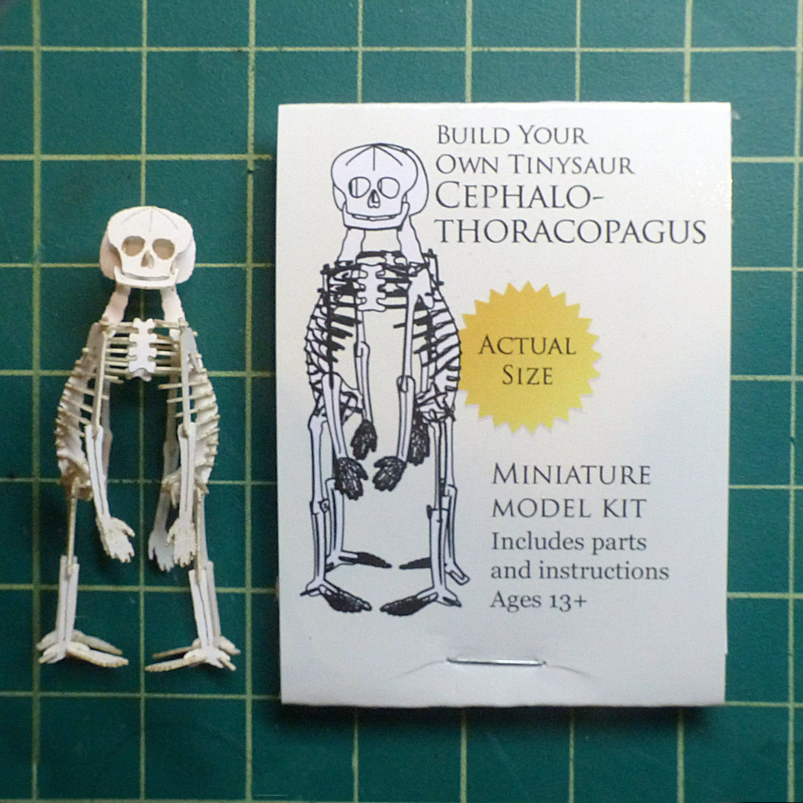 Build Your Own Cephalothoracopagus teratology miniature skeleton model - Image 5