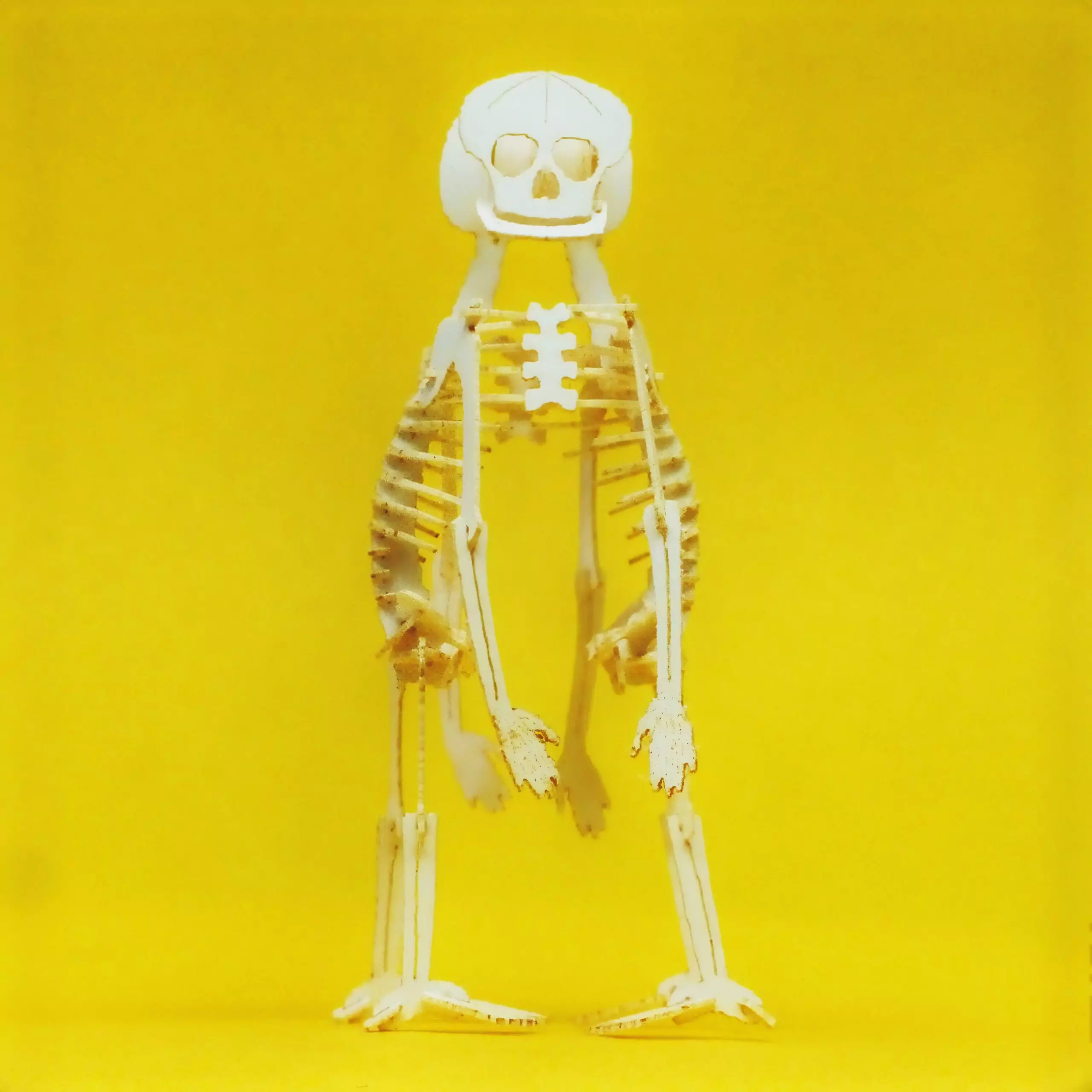 Build Your Own Cephalothoracopagus teratology miniature skeleton model - Image 2