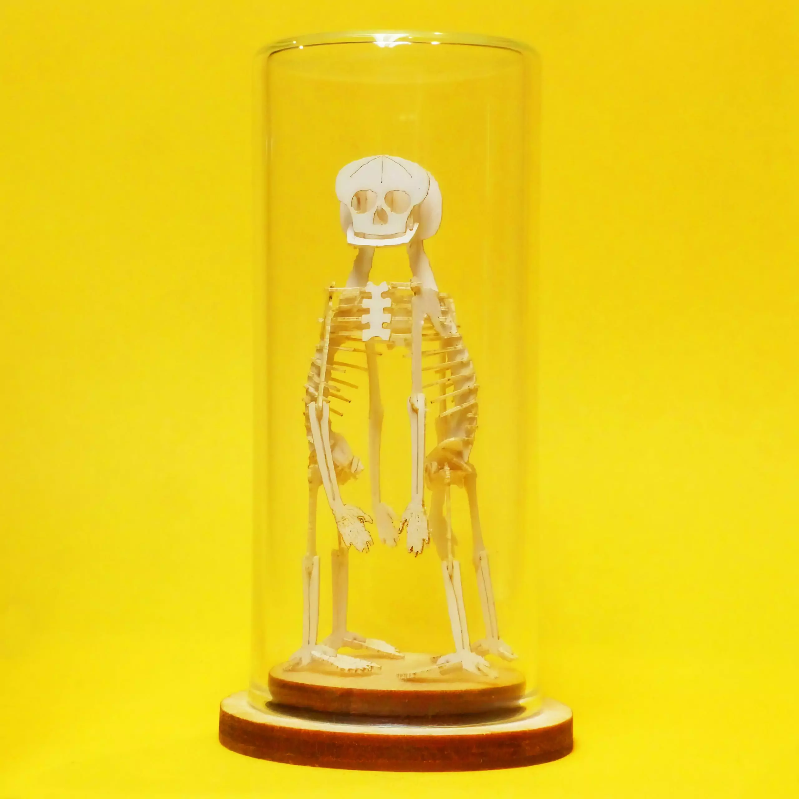 Build Your Own Cephalothoracopagus teratology miniature skeleton model - Image 3