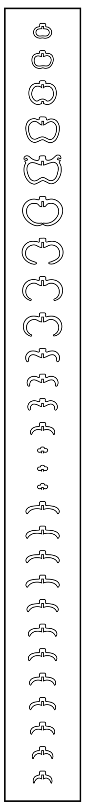 Medusa Rib Order