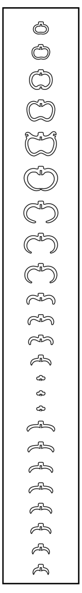 Mermaid Rib Order